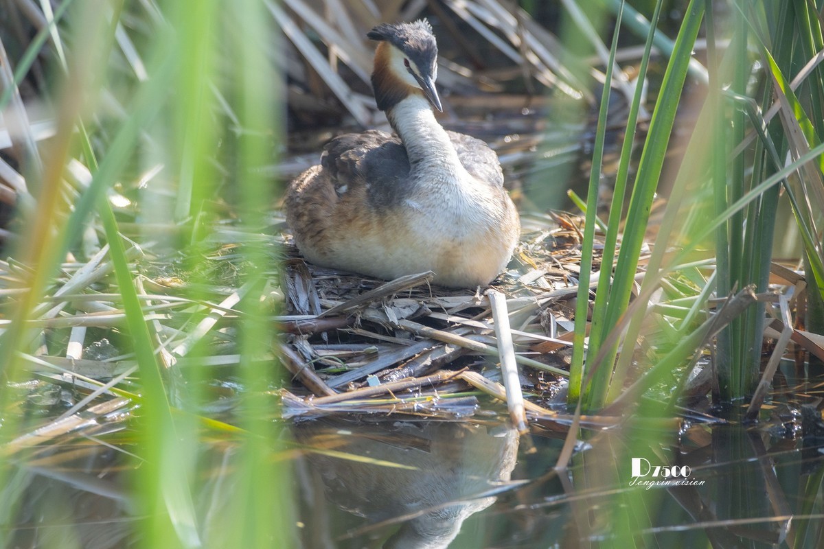 可爱的PI鹈（61）