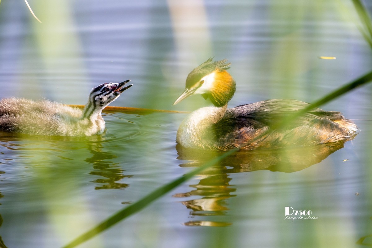 可爱的PI鹈（61）