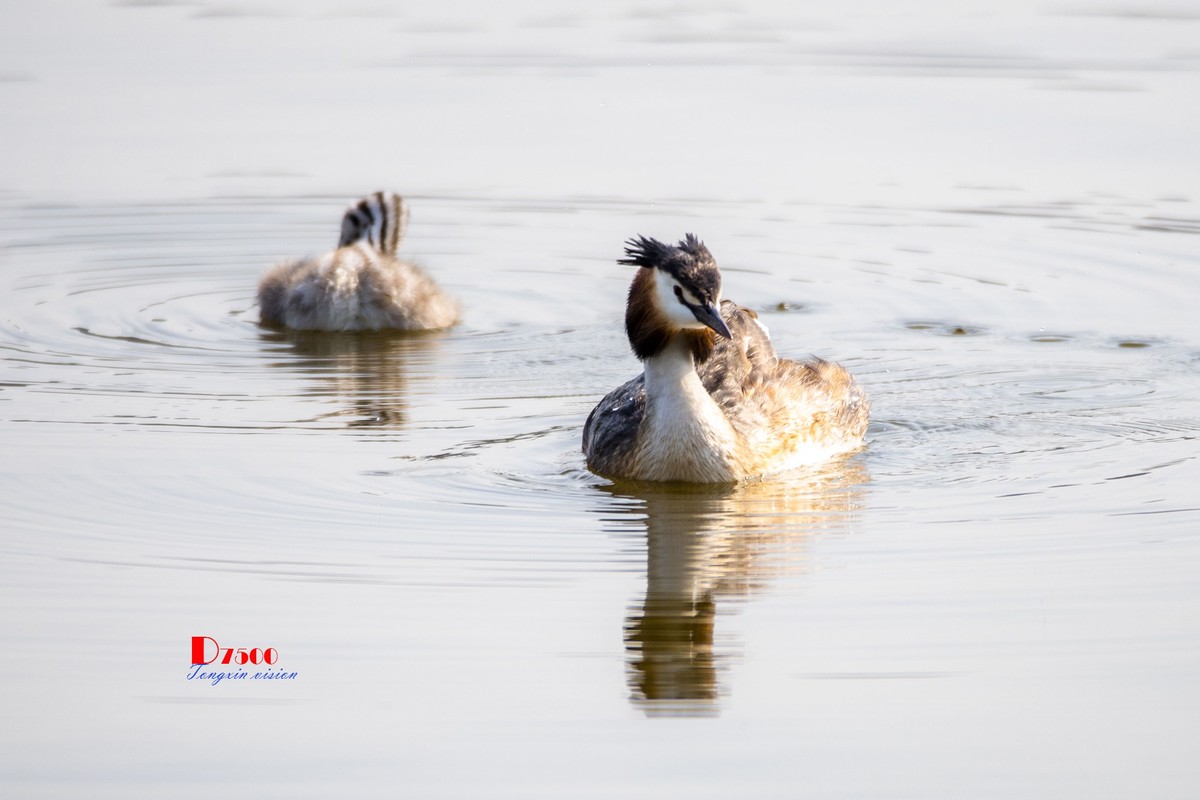 可爱的PI鹈（61）