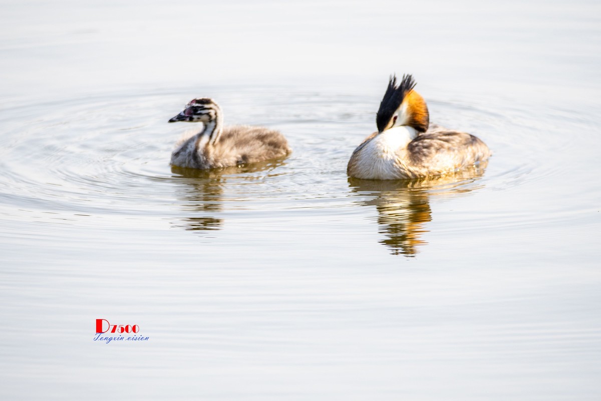 可爱的PI鹈（61）