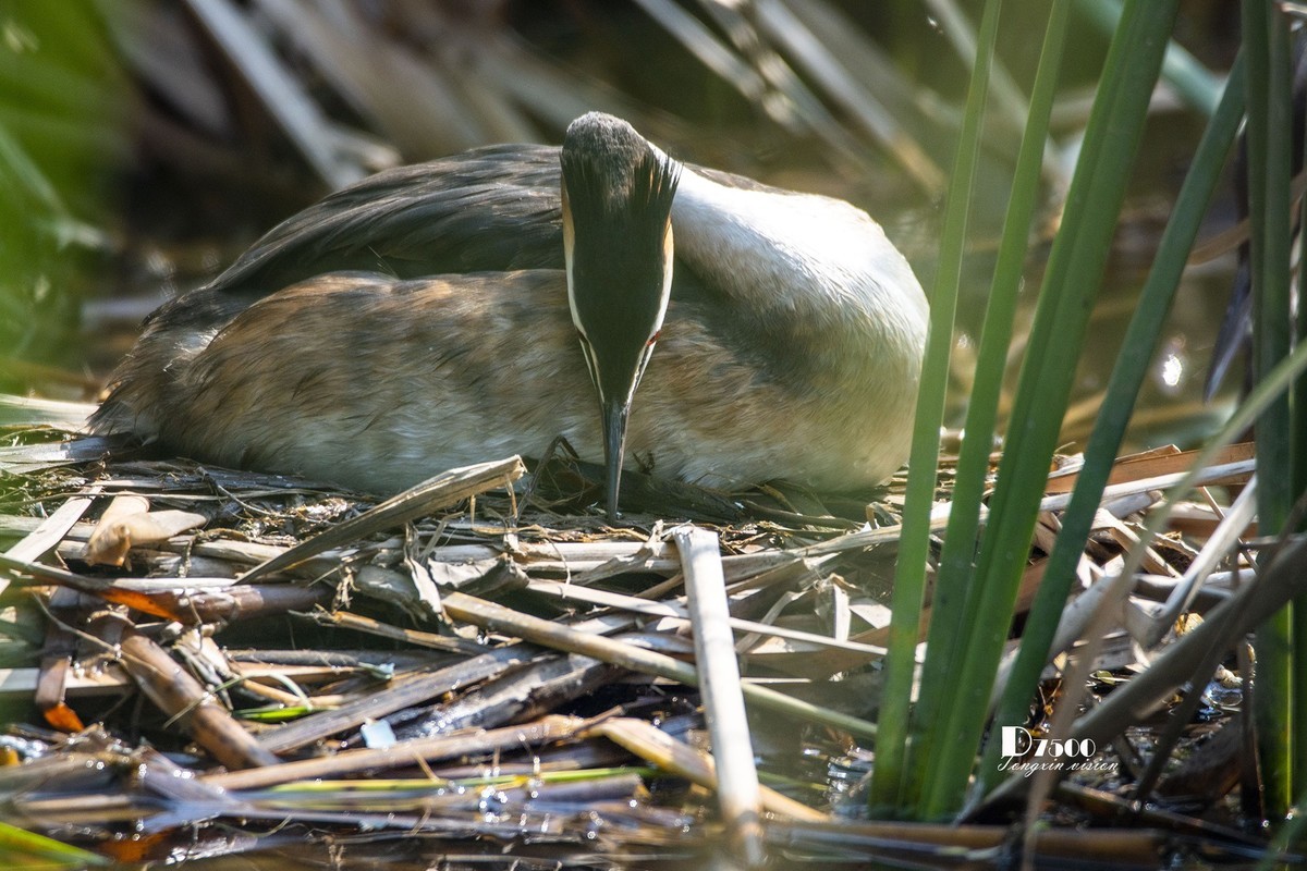 可爱的PI鹈（61）