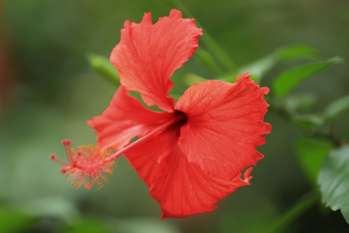 拍摄花卉一（618）