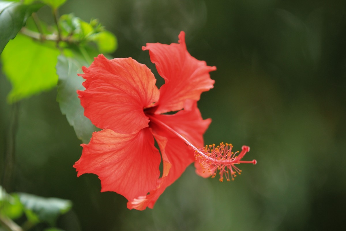 拍摄花卉一（618）