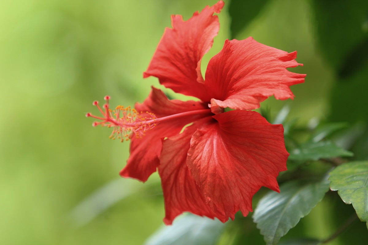 拍摄花卉一（618）