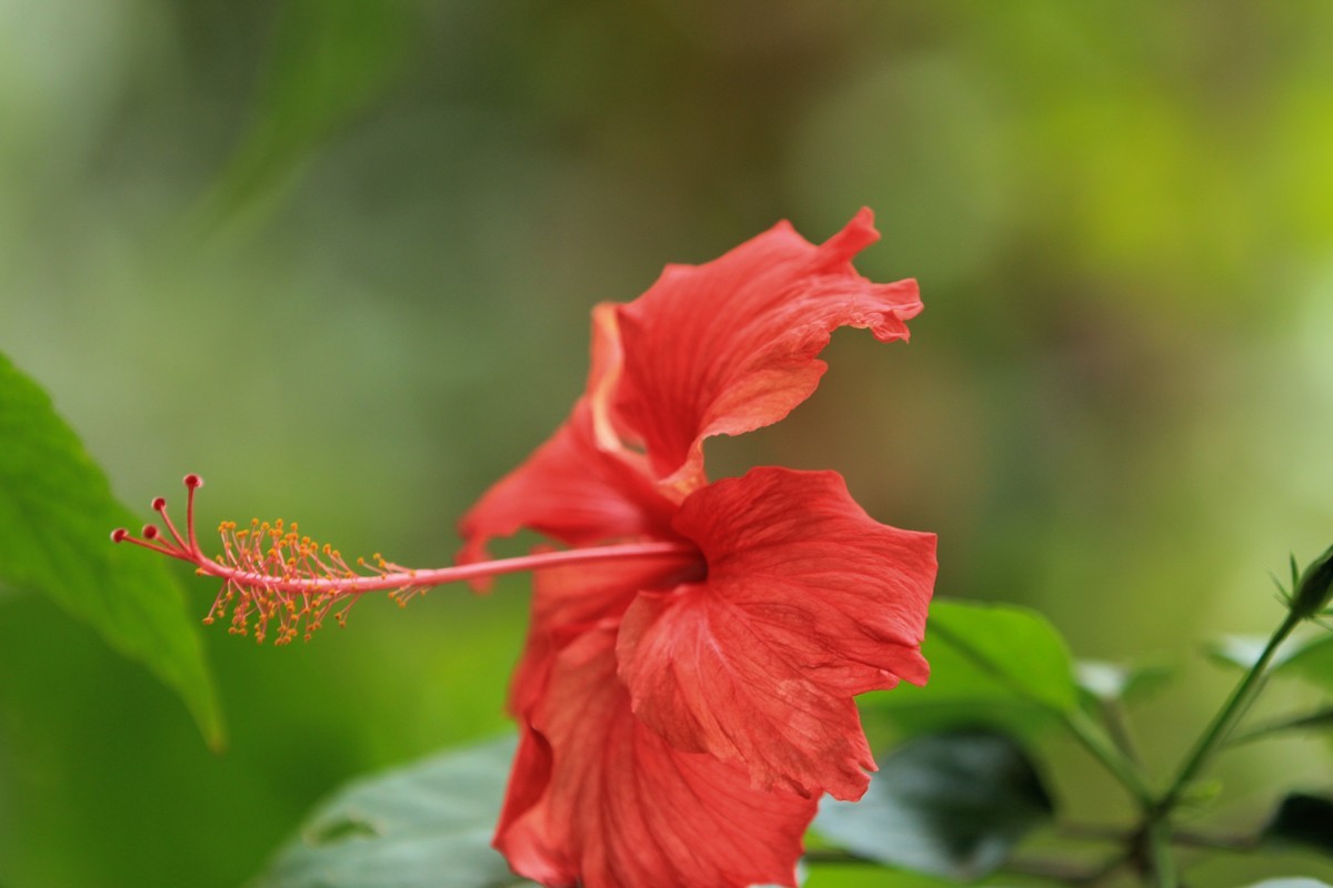 拍摄花卉一（618）