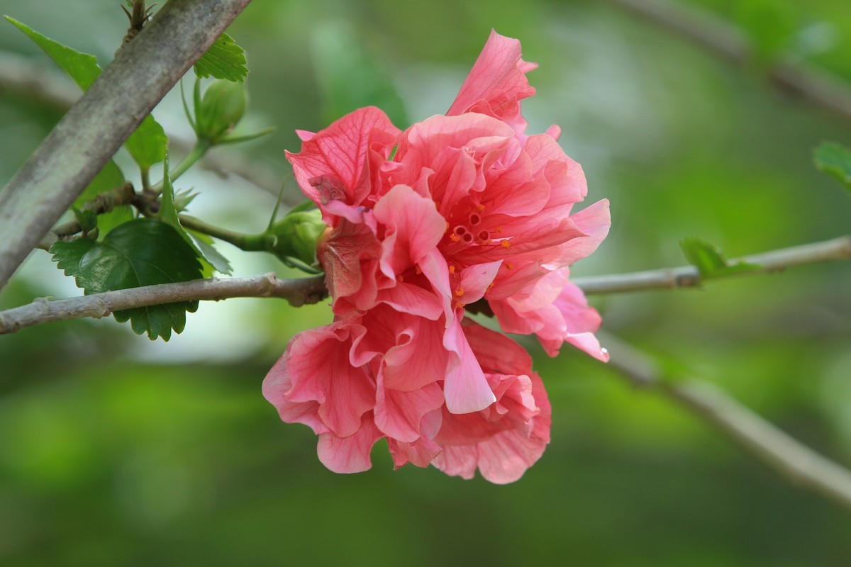 拍摄花卉一（618）