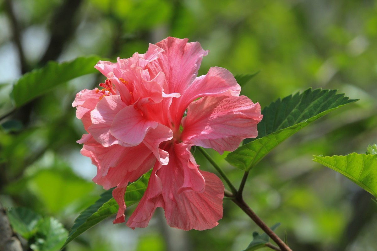 拍摄花卉一（618）