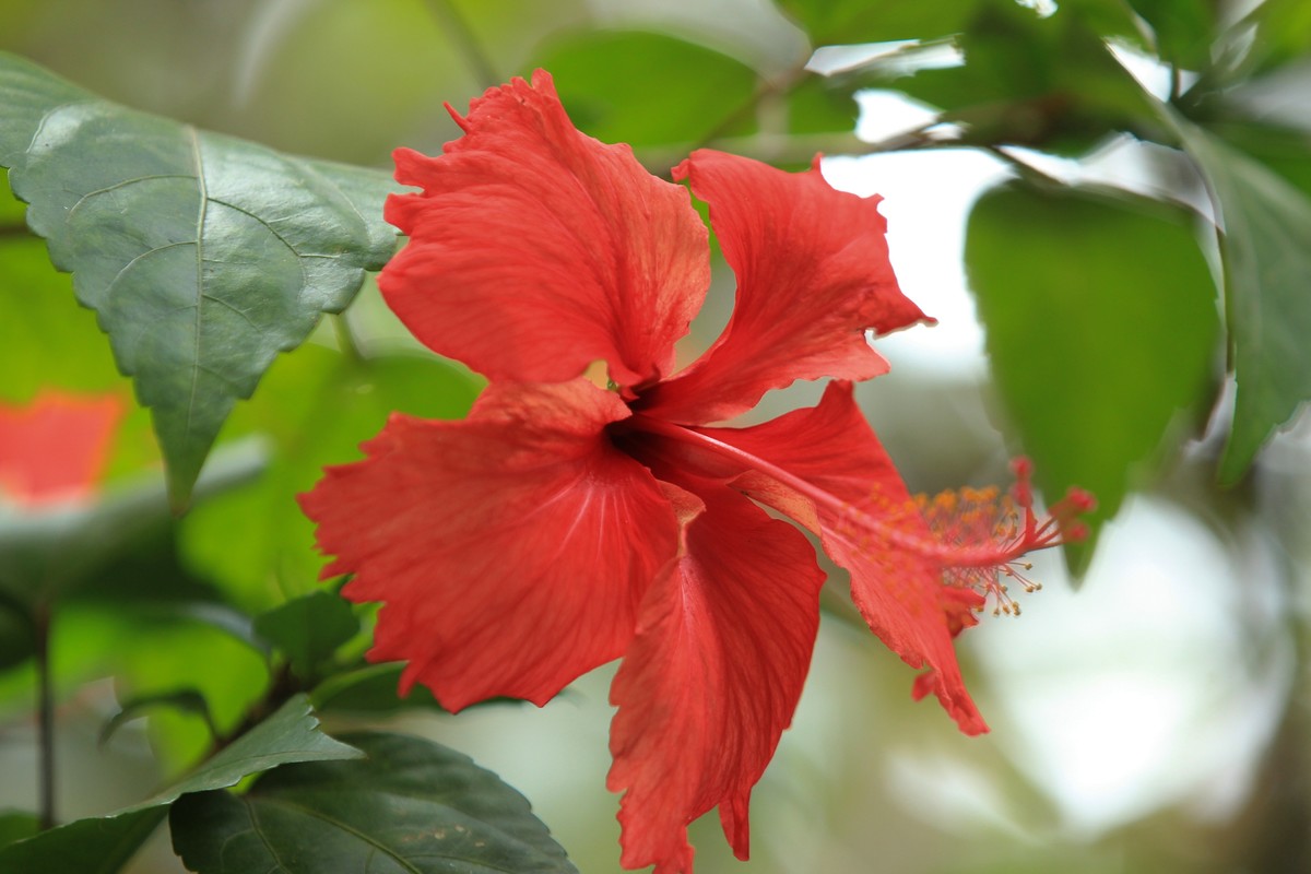 拍摄花卉一（618）