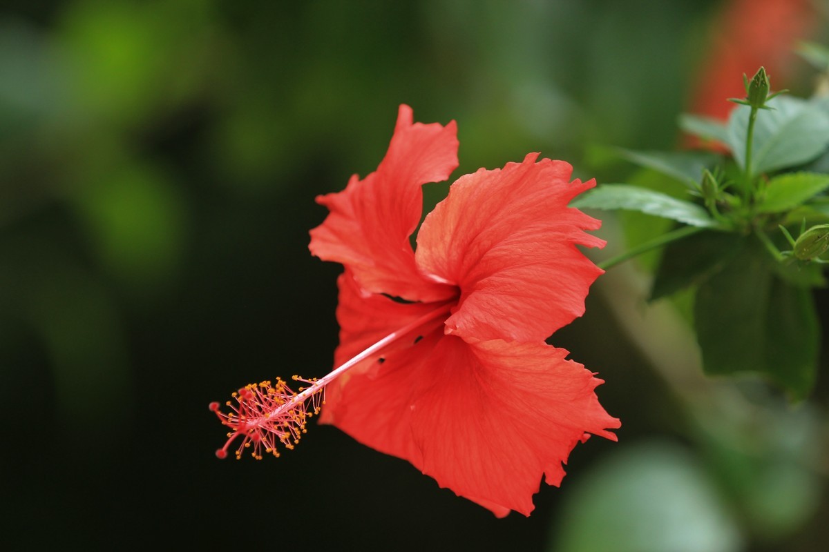 拍摄花卉一（618）