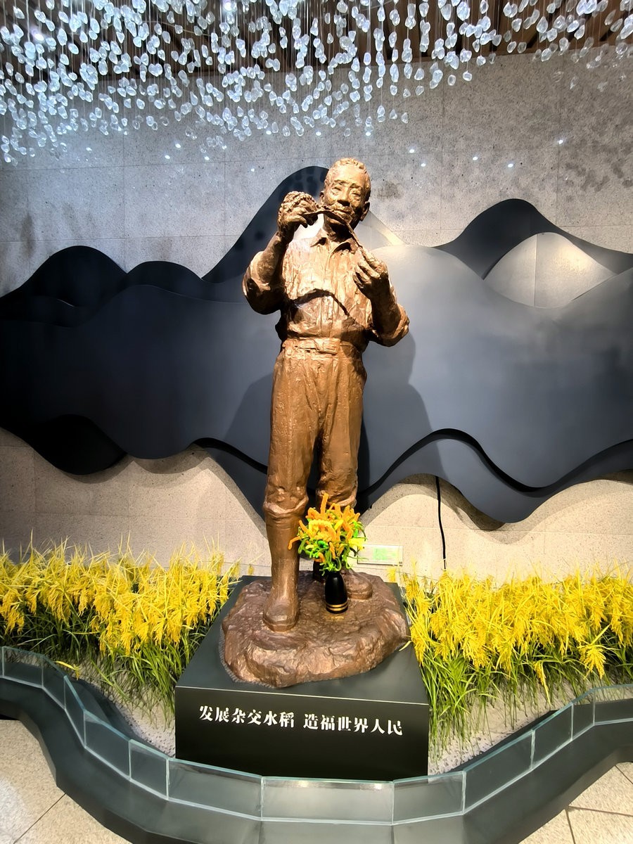 漫步星城 走街串巷（663）稻梦传承，精神永存