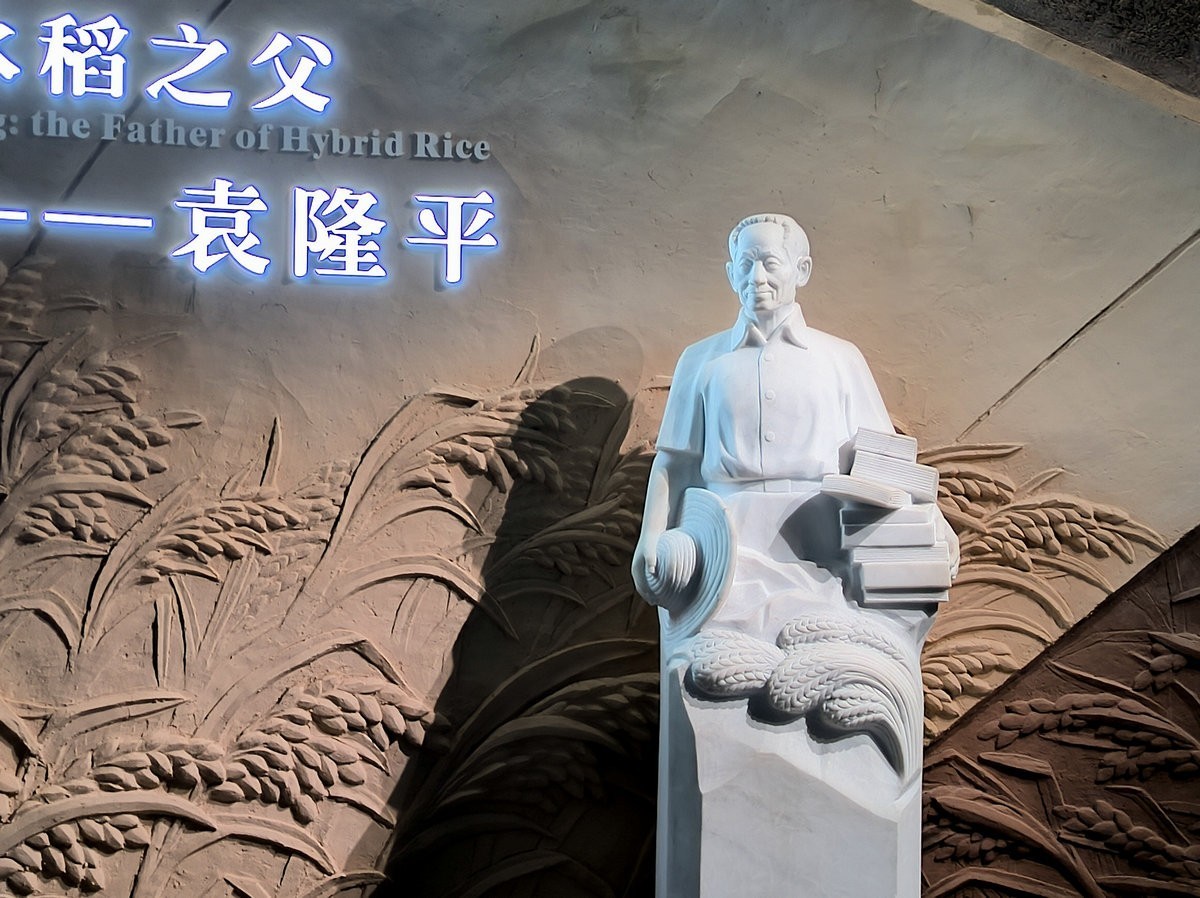 漫步星城 走街串巷（663）稻梦传承，精神永存