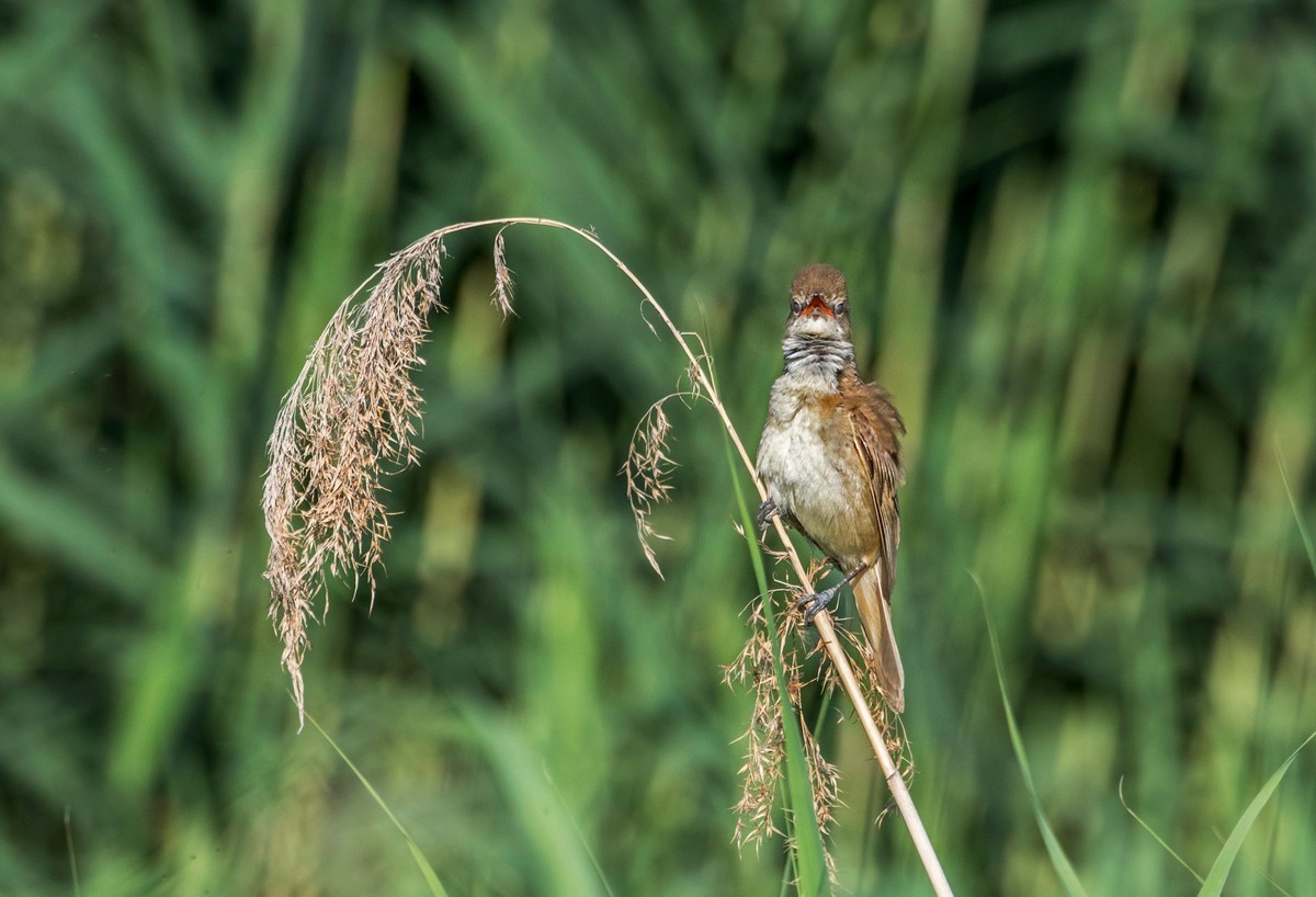 爱唱歌的大苇莺（十九）