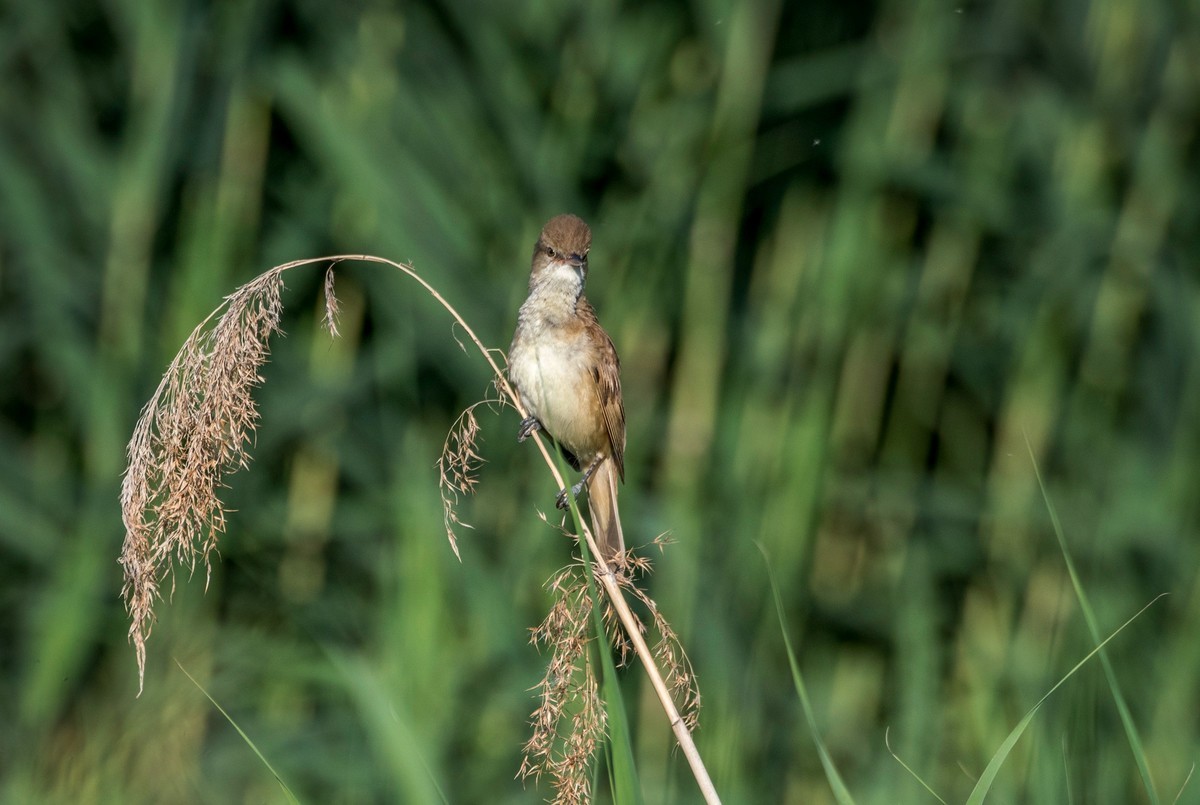 爱唱歌的大苇莺（十九）