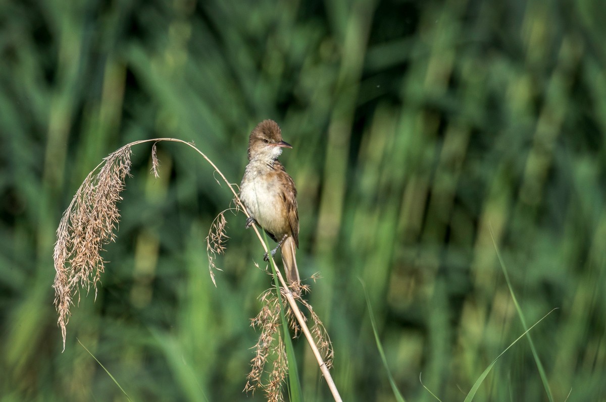 爱唱歌的大苇莺（十九）