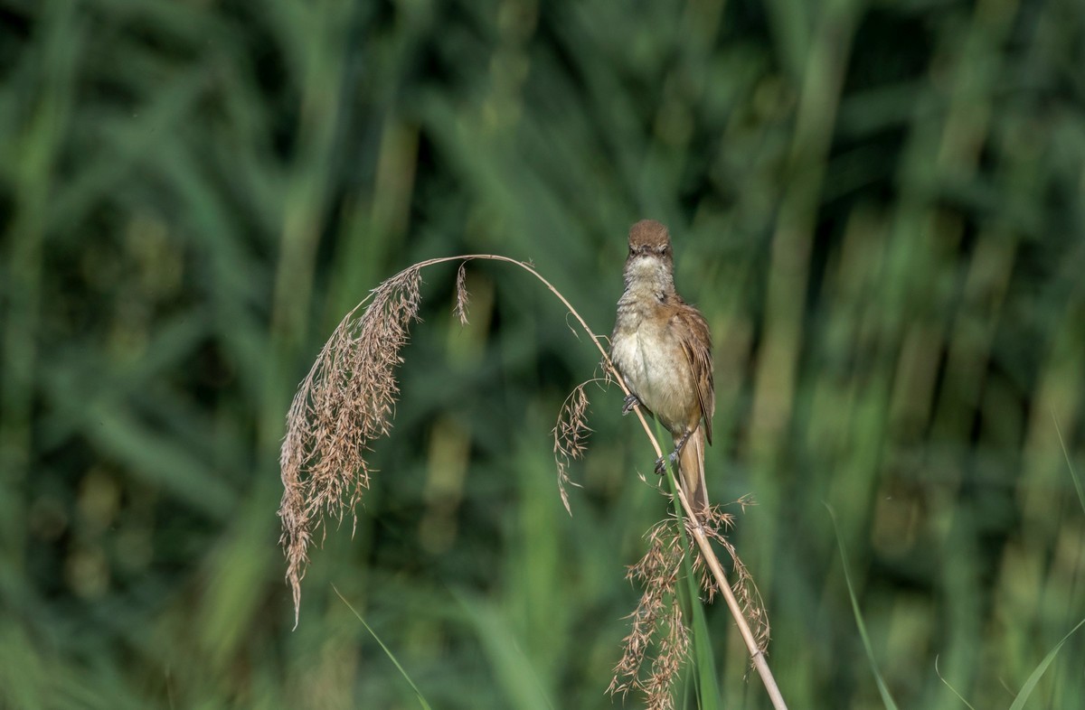 爱唱歌的大苇莺（十九）