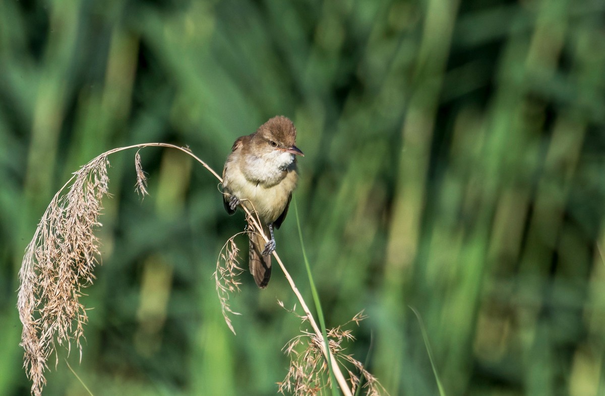 爱唱歌的大苇莺（十九）