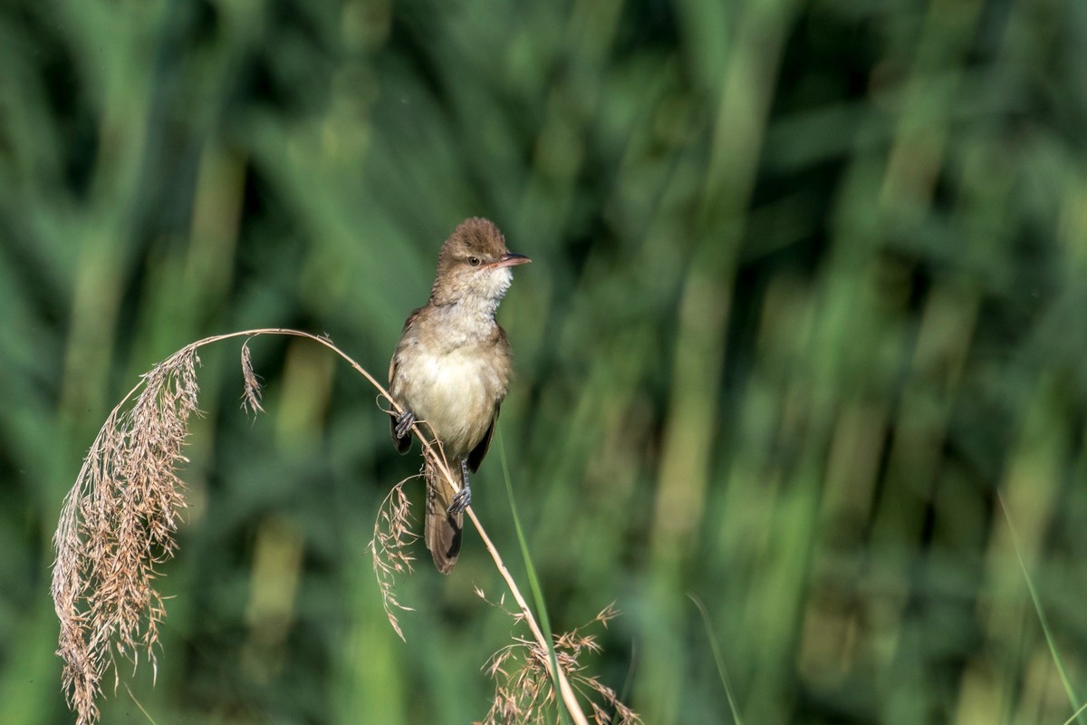 爱唱歌的大苇莺（十九）