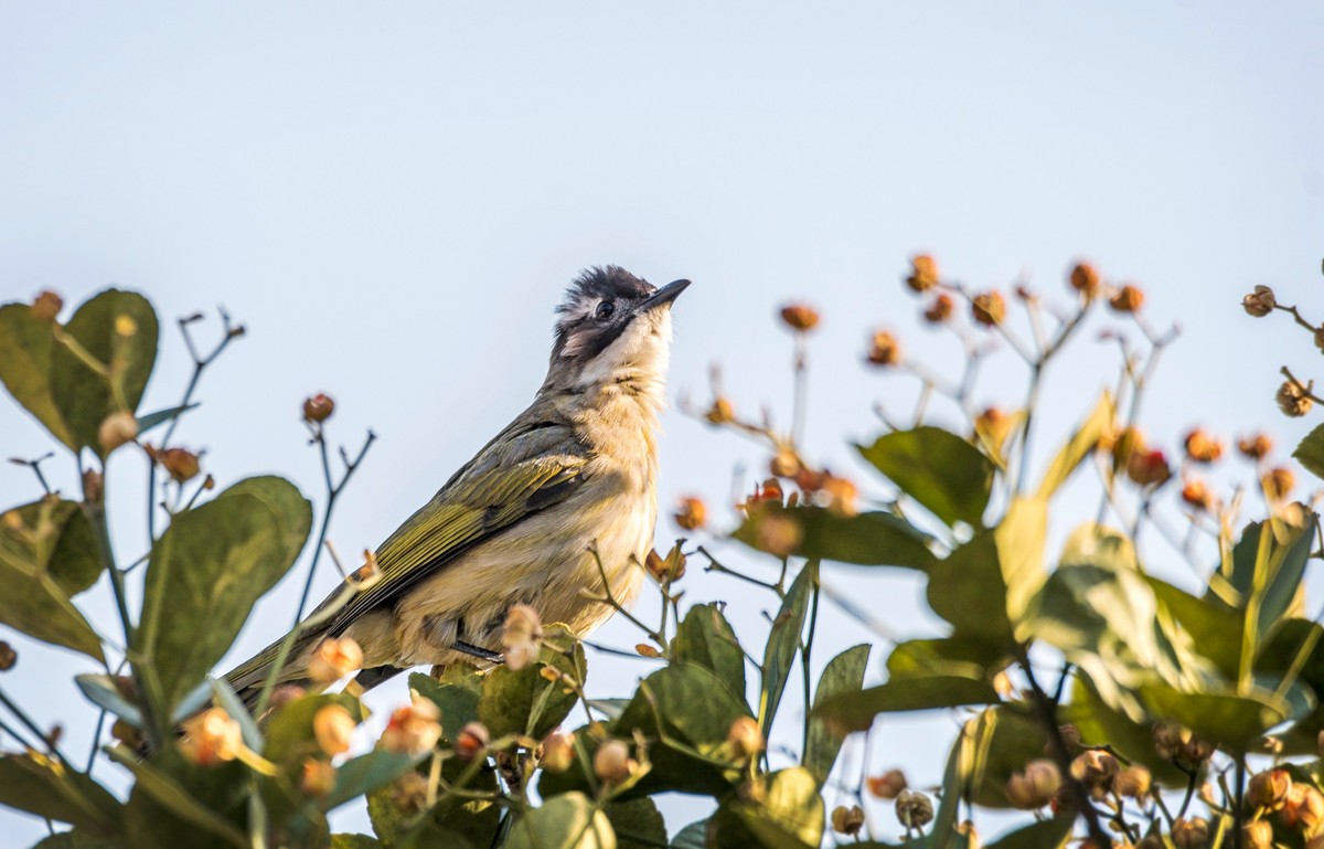 白头鹎（二十七）