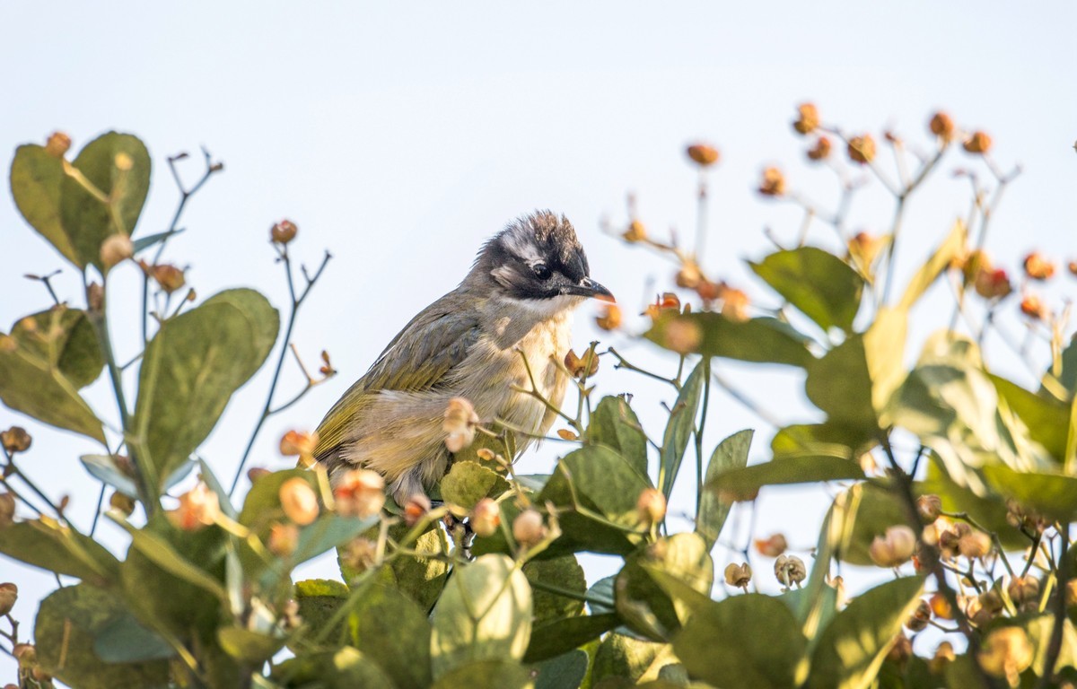 白头鹎（二十七）
