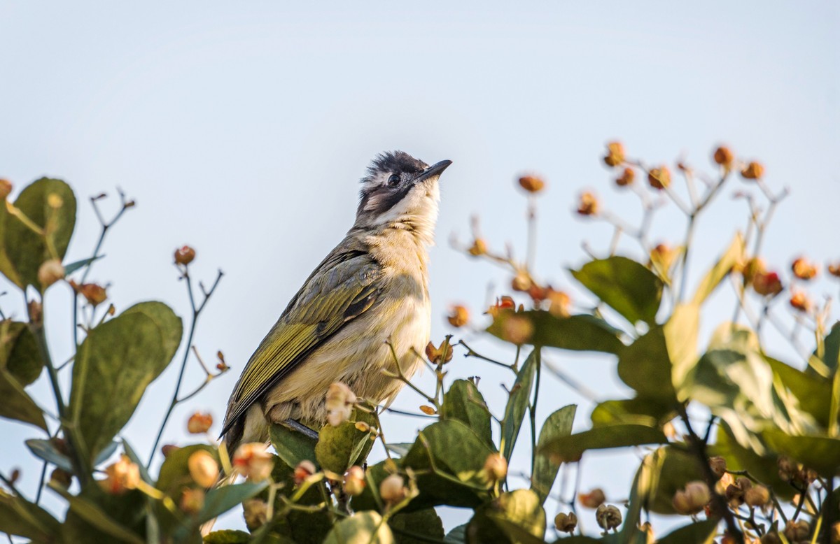白头鹎（二十七）