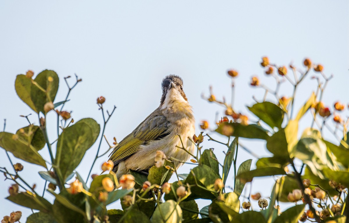 白头鹎（二十七）