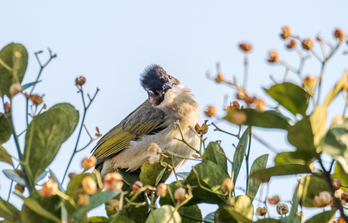 白头鹎（二十七）
