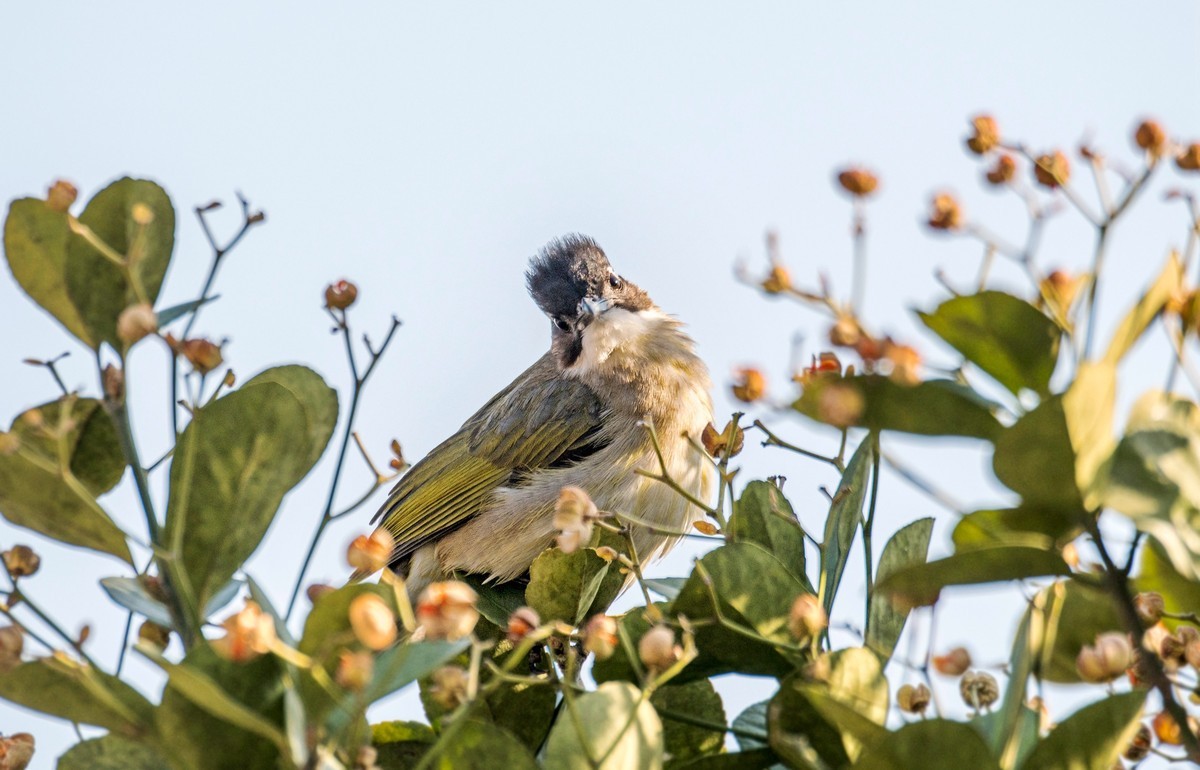 白头鹎（二十七）
