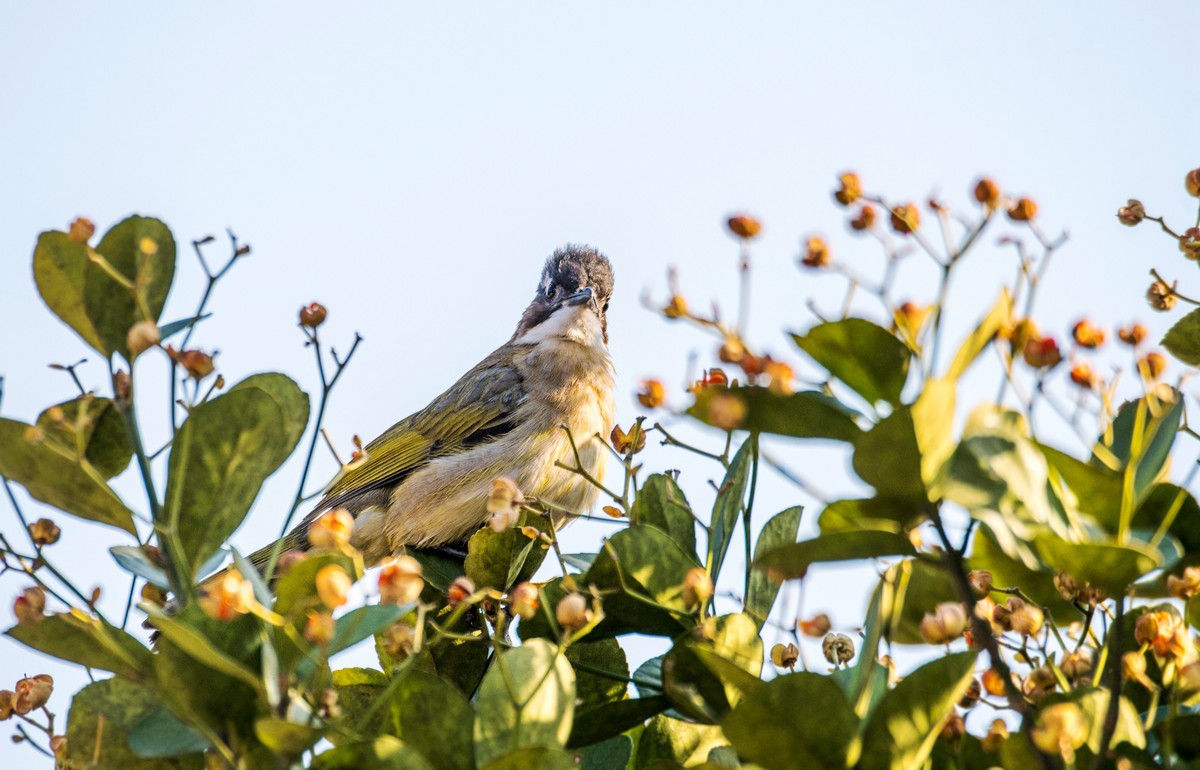 白头鹎（二十七）