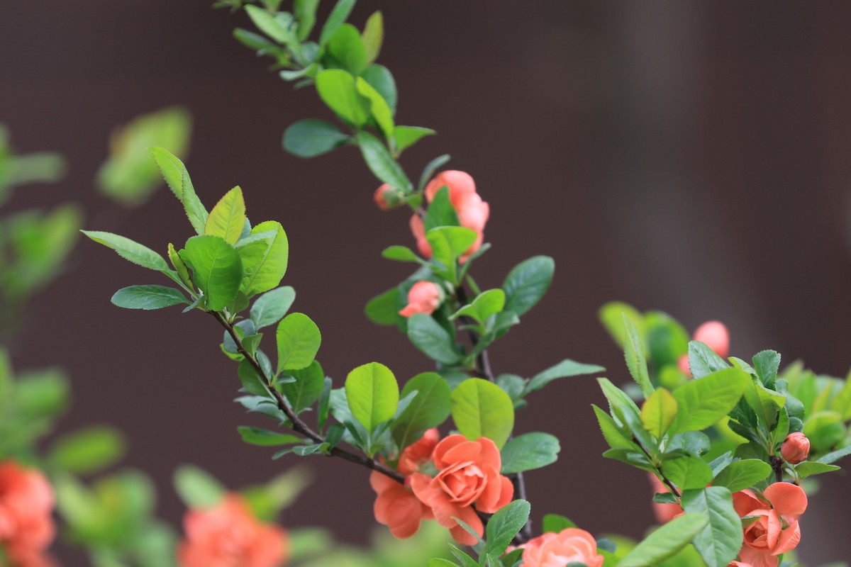 小区散步拍花看看相机对焦效果