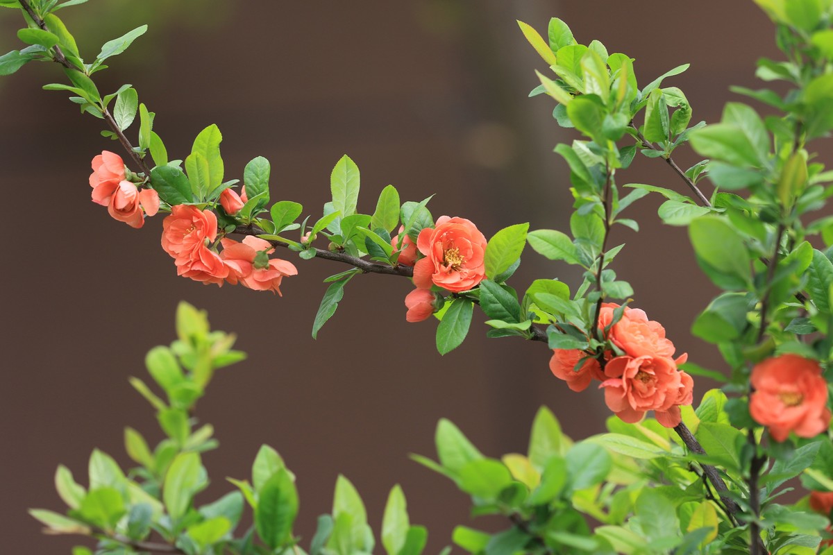 小区散步拍花看看相机对焦效果