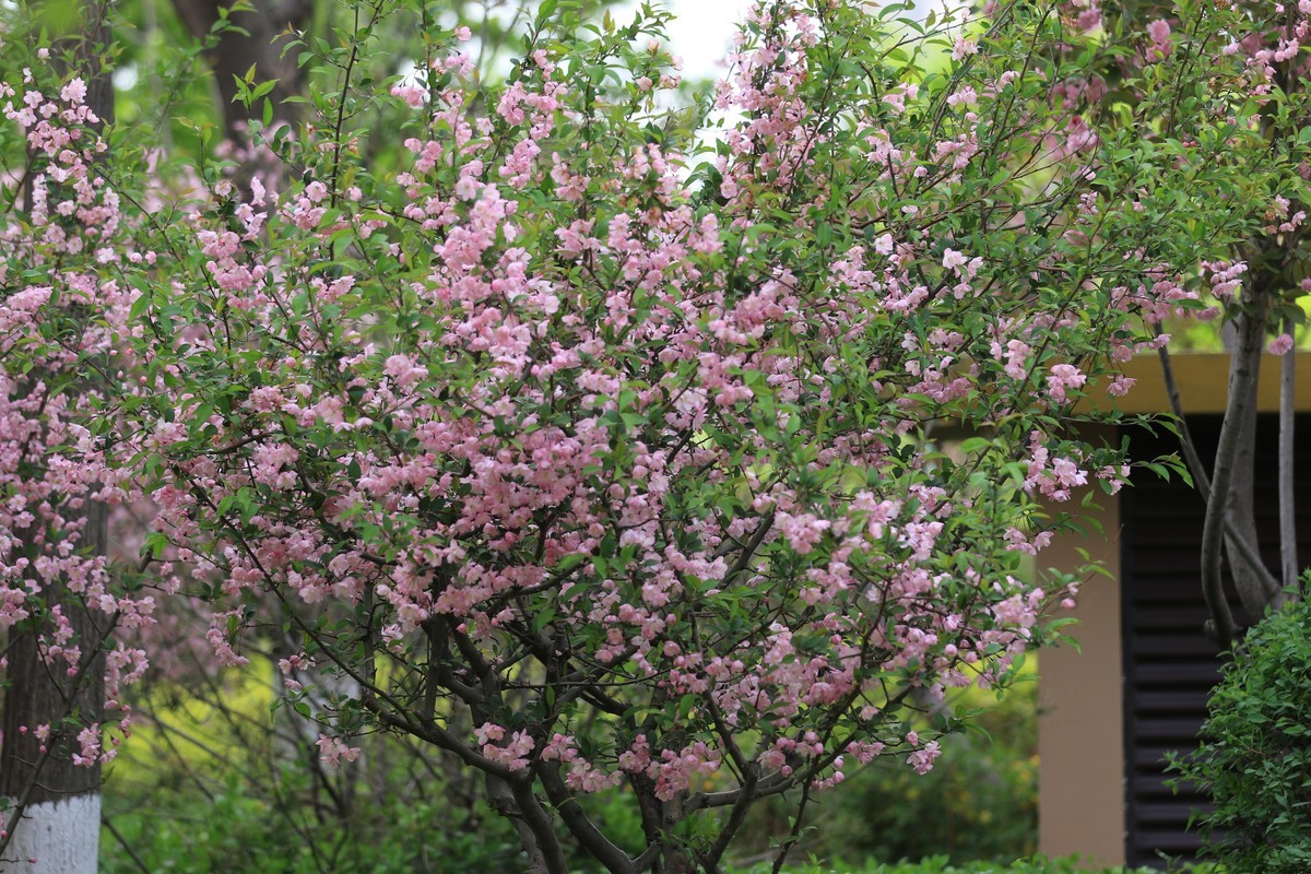小区散步拍花看看相机对焦效果