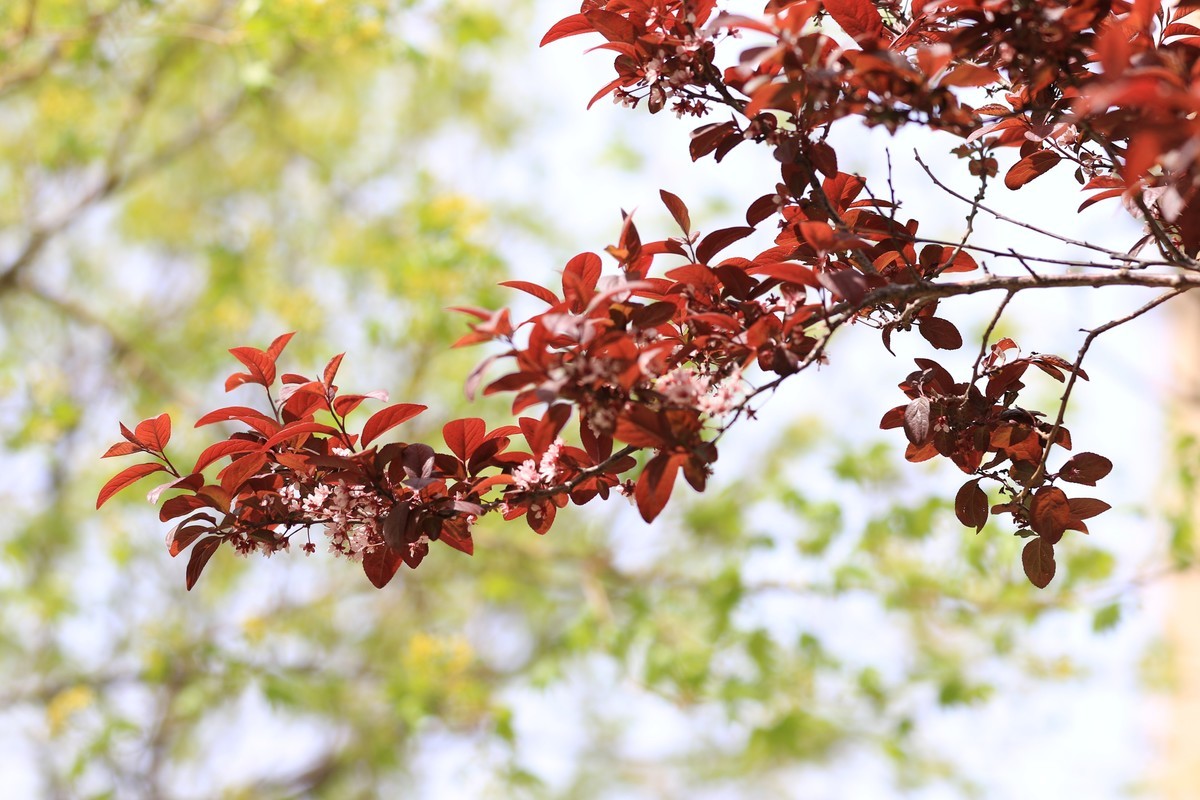 小区散步拍花看看相机对焦效果