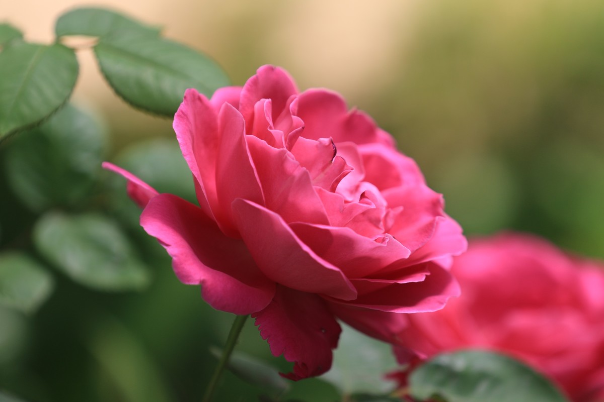 这机子拍花也是不错的