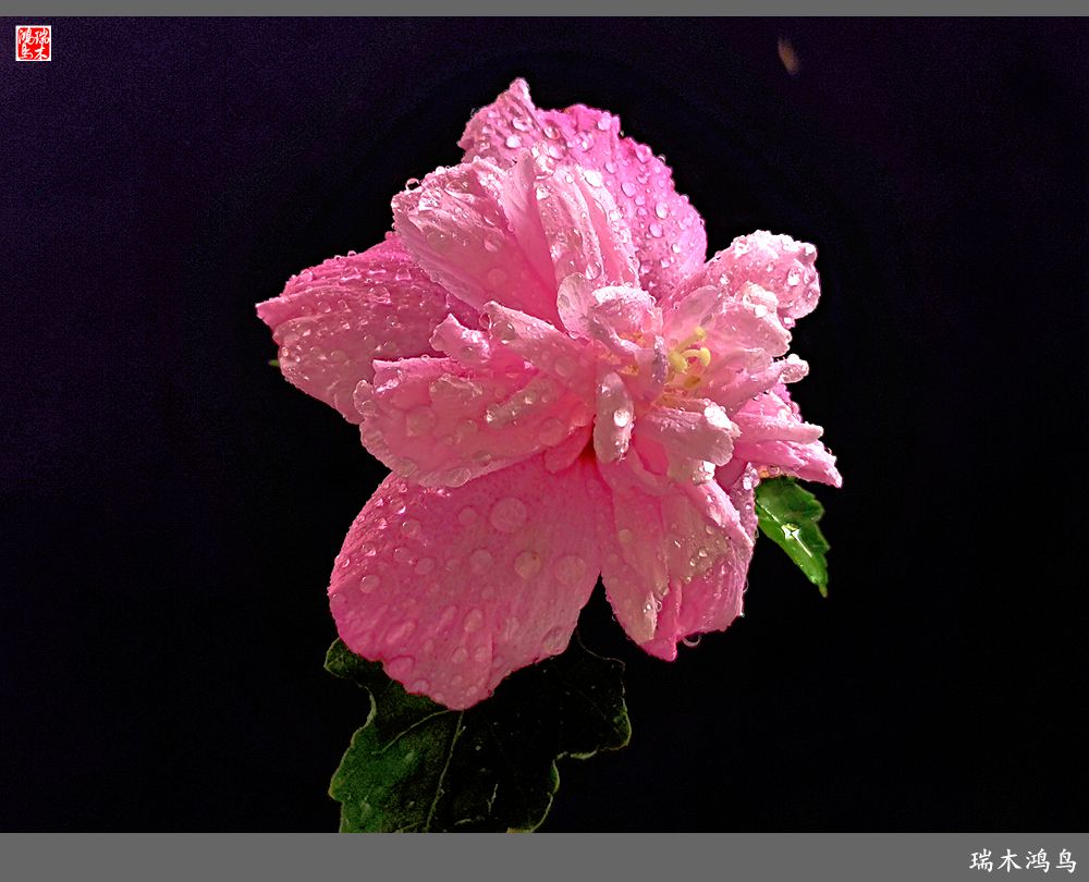 【2022之花季】46.木槿花开的季节