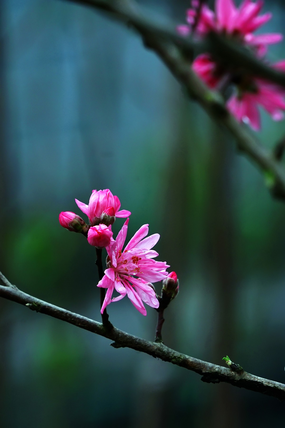 “后花园”的一组桃花