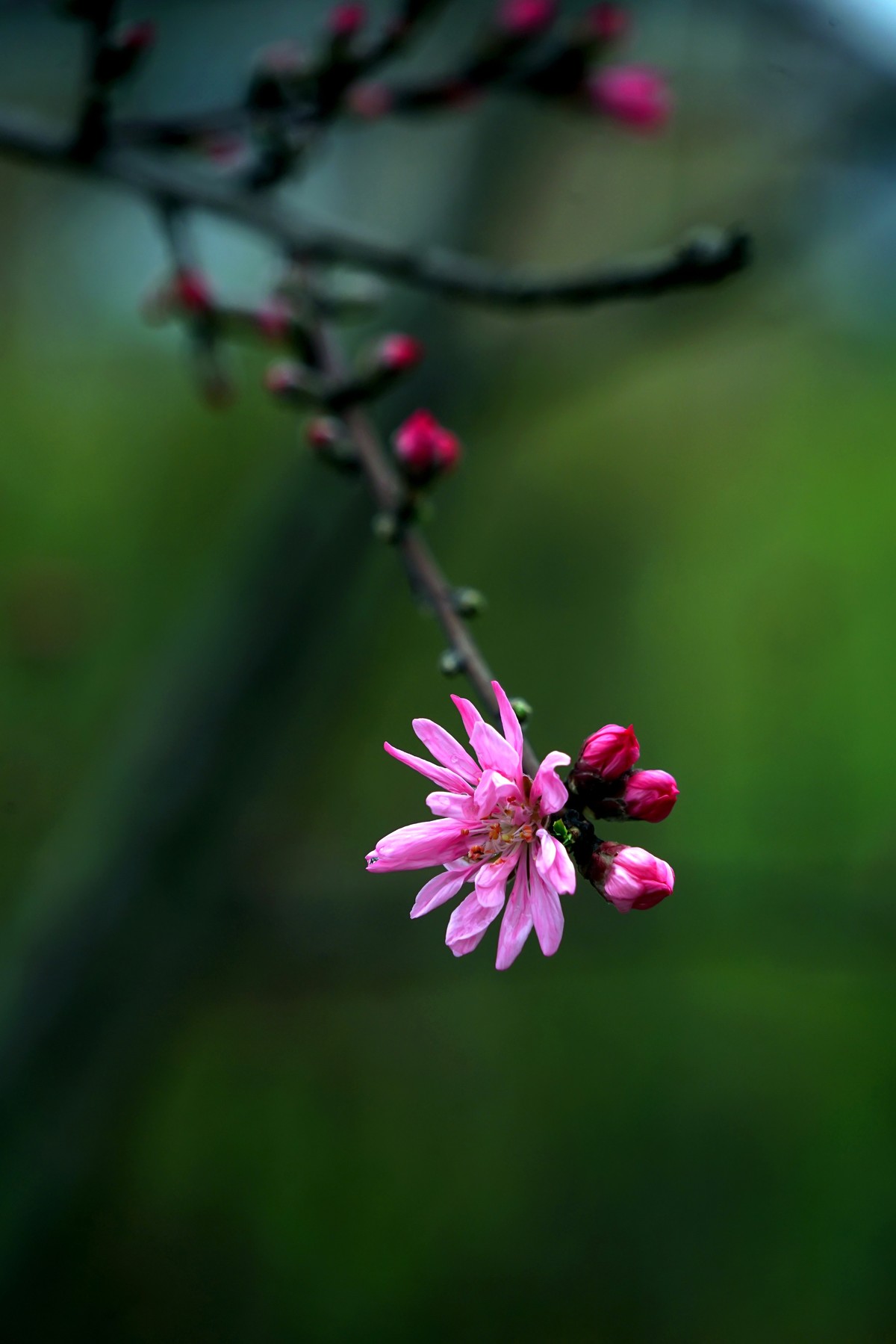 “后花园”的一组桃花
