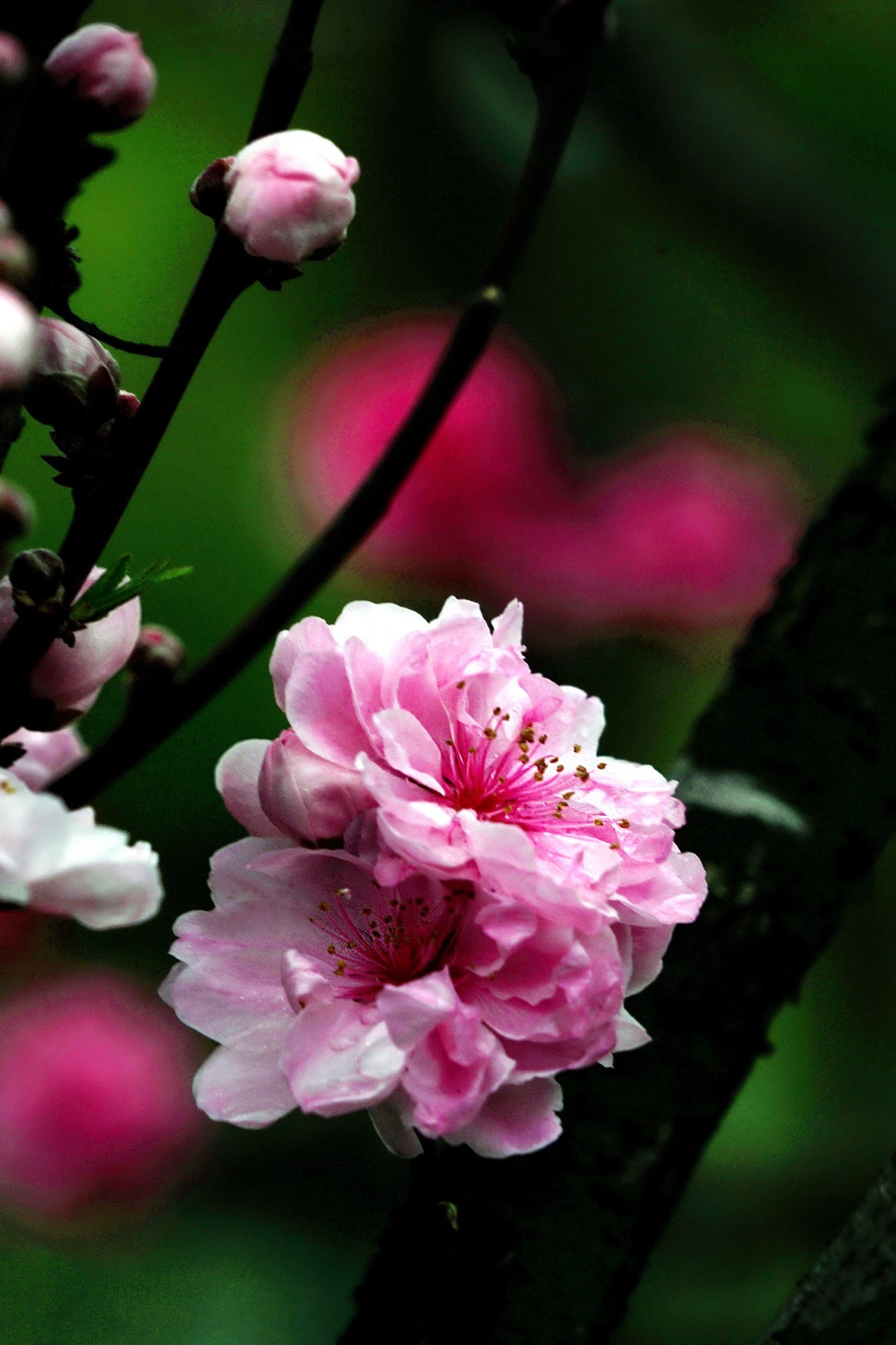 “后花园”的一组桃花