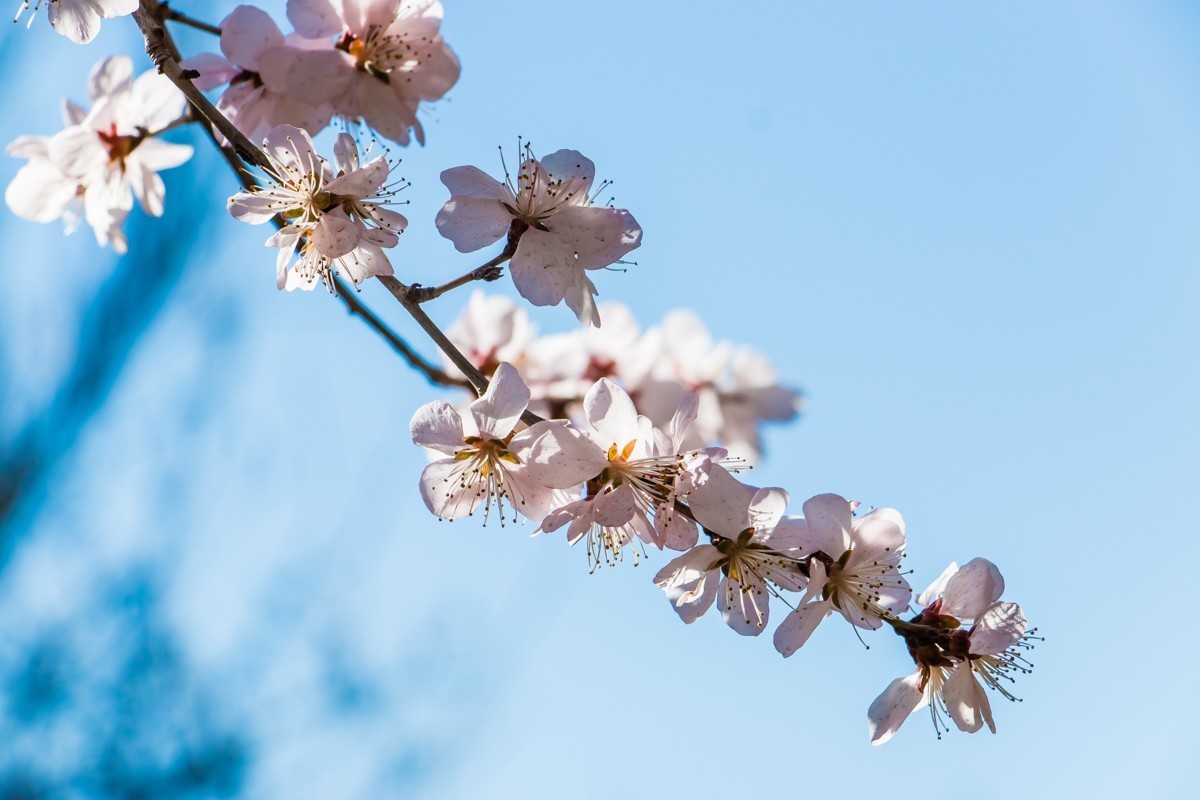 【镜头里】第1434号：夭夭桃花挂满枝（二）