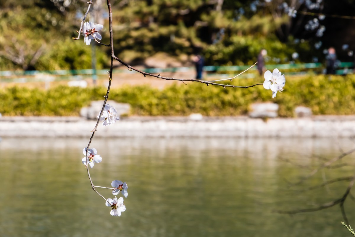 【镜头里】第1434号：夭夭桃花挂满枝（二）