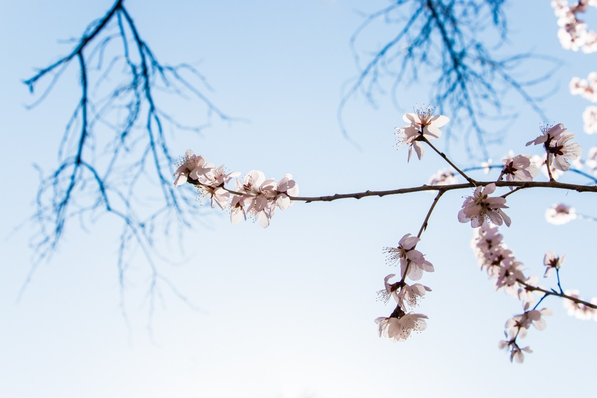 【镜头里】第1434号：夭夭桃花挂满枝（二）