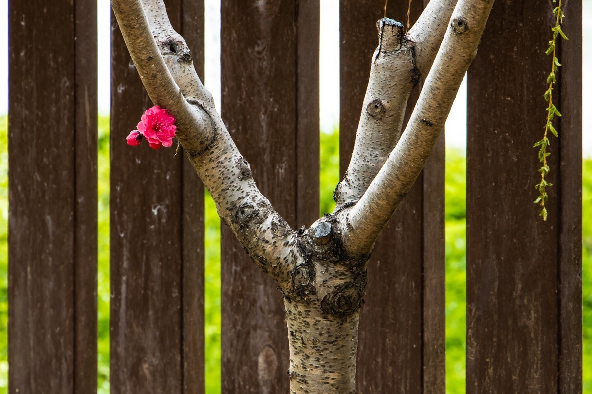 【镜头里】第1434号：夭夭桃花挂满枝（二）