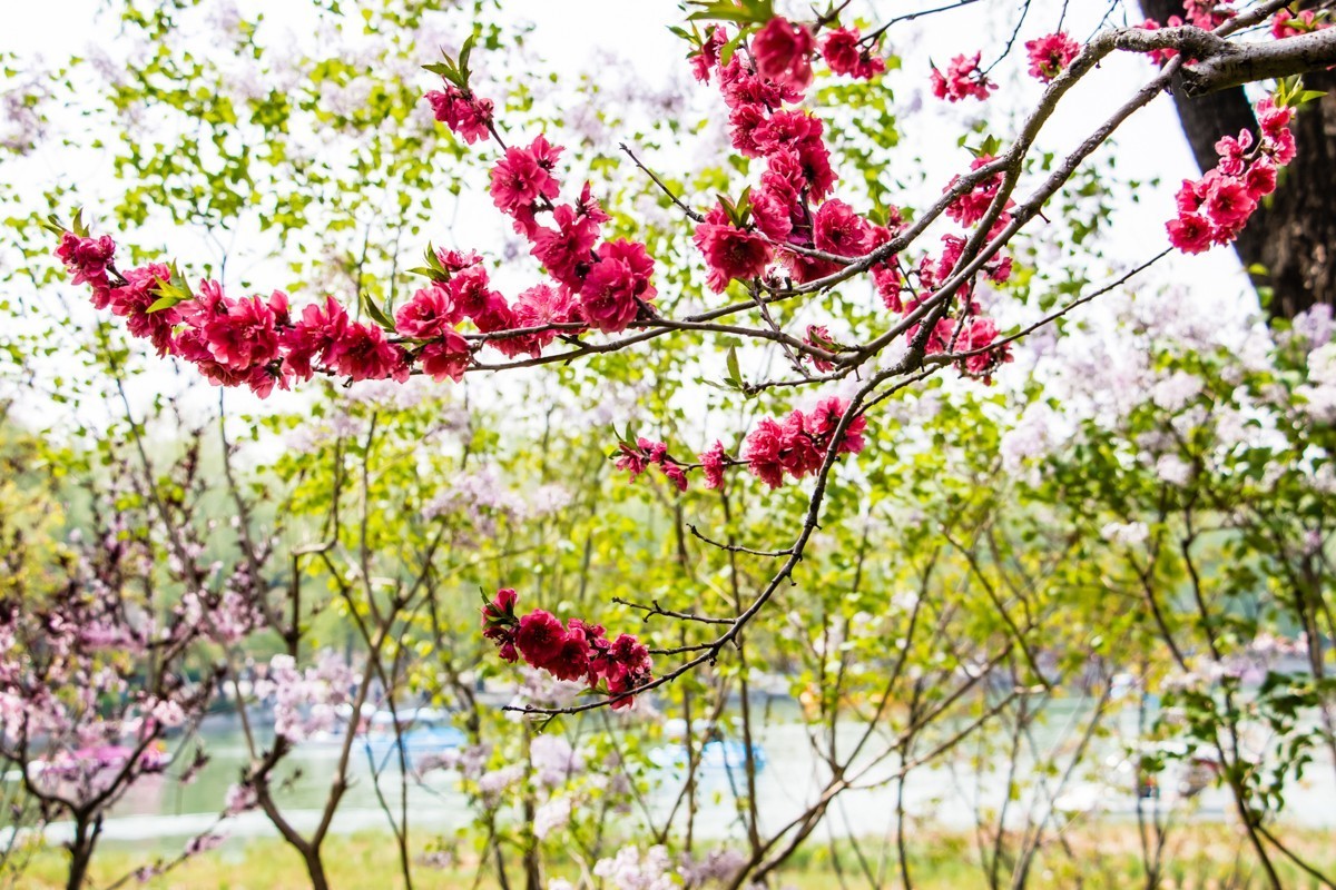 【镜头里】第1434号：夭夭桃花挂满枝（二）