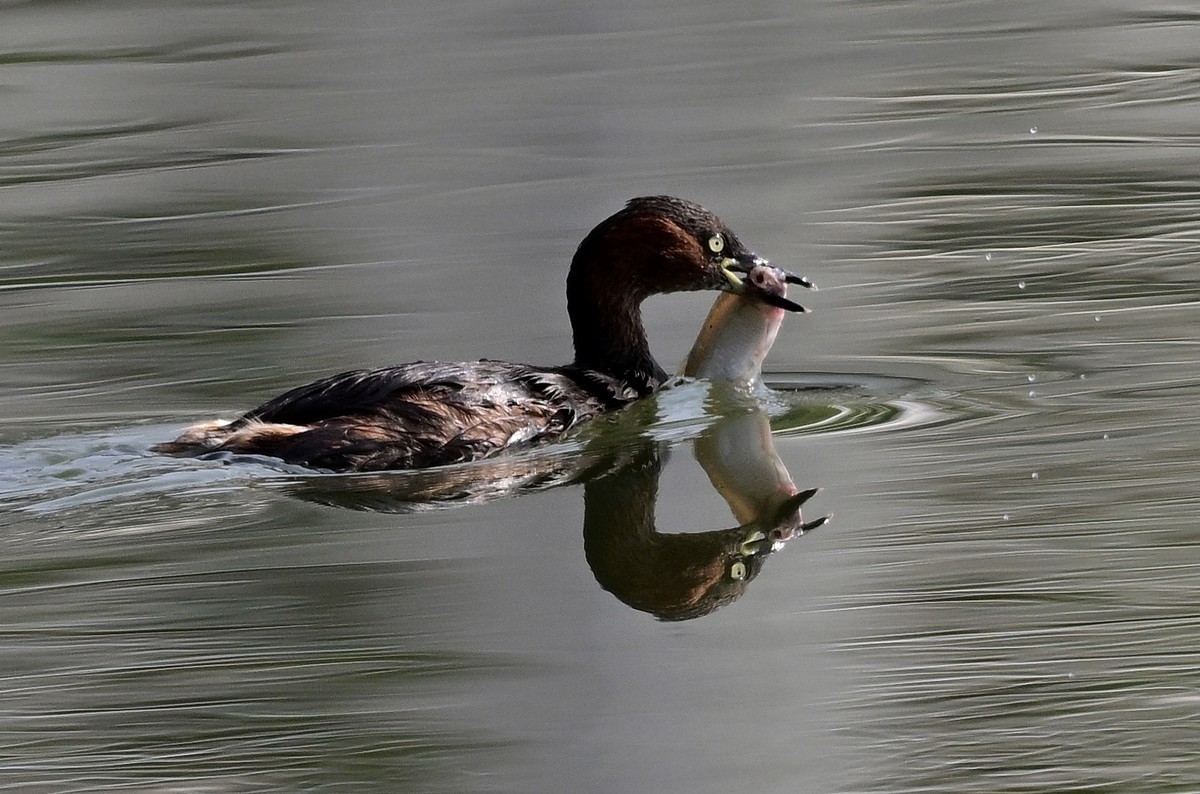 piti鸟抓了一条鱼