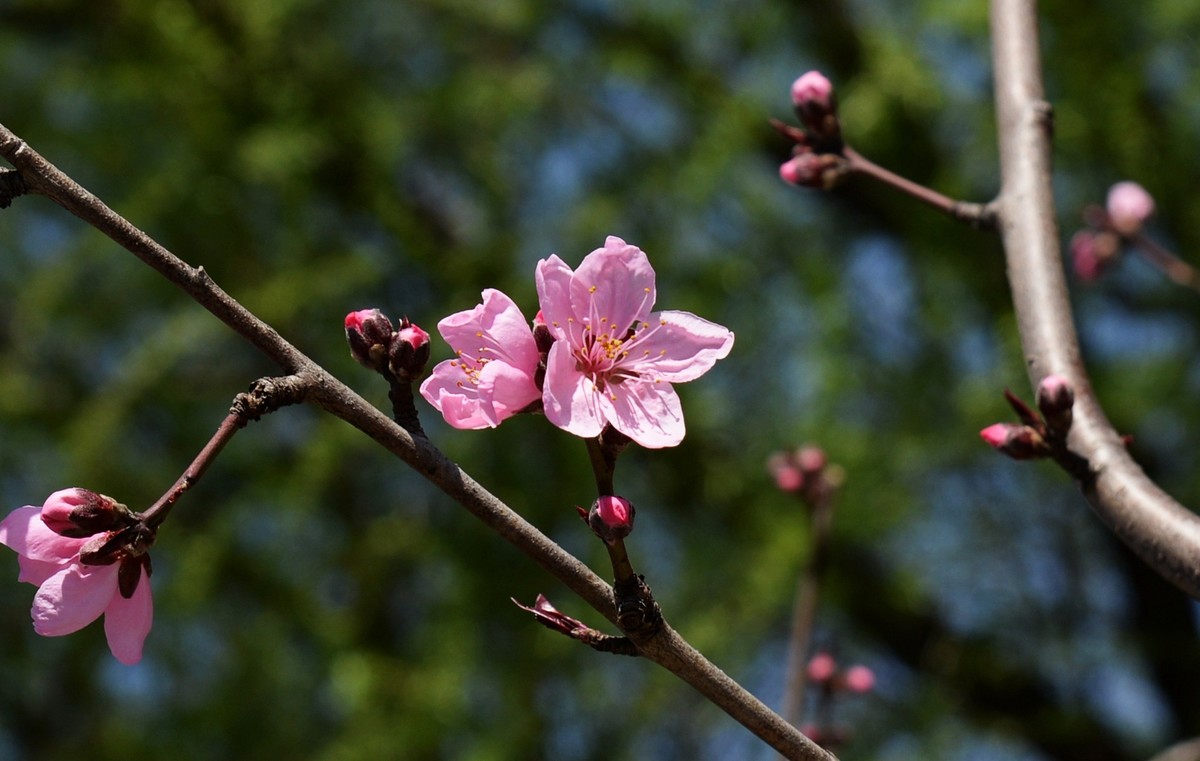 春花拾遗（三）