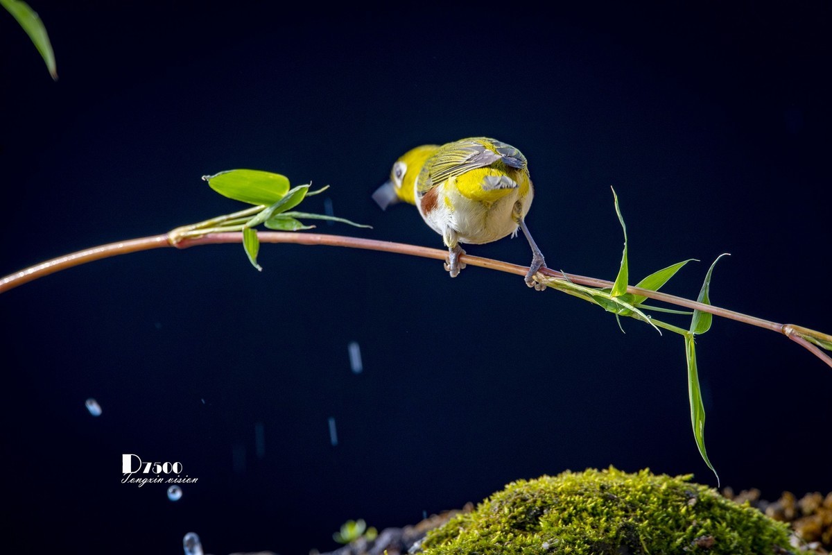 动起来的小鸟（6）
