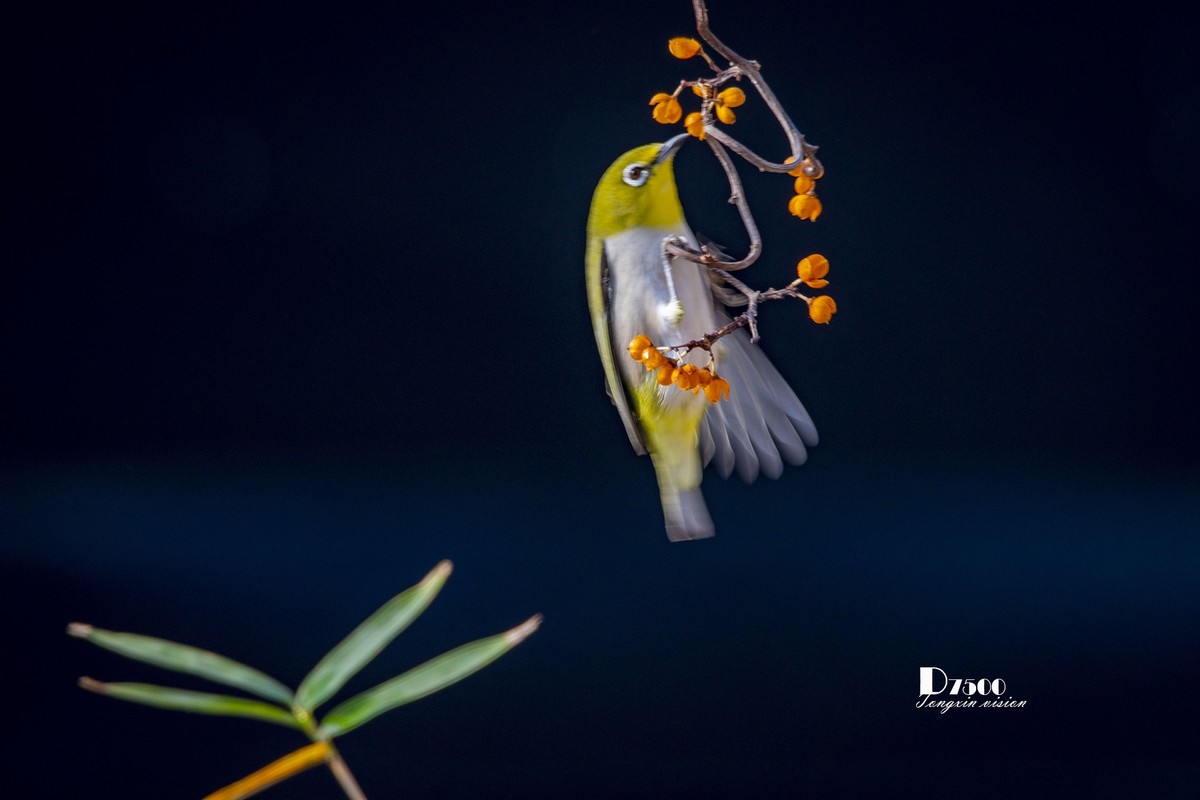 动起来的小鸟（6）