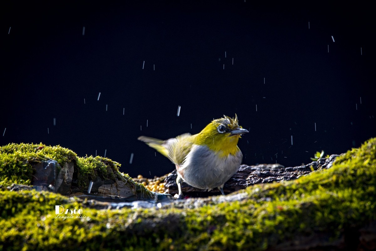 动起来的小鸟（6）