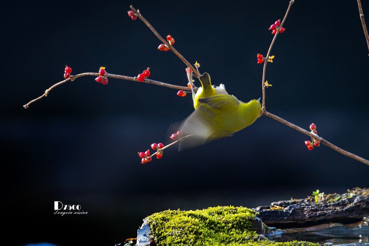 动起来的小鸟（6）