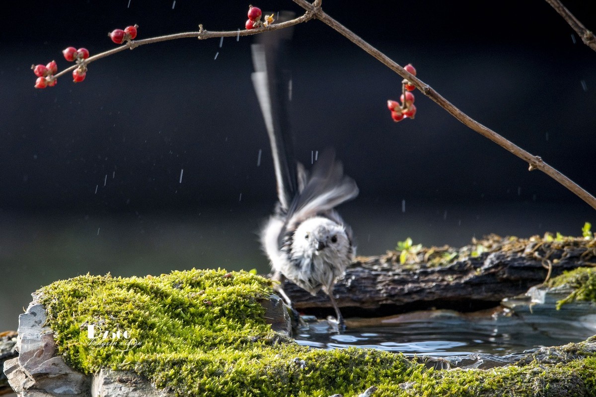 动起来的小鸟（6）