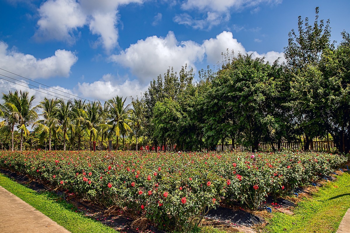 旅游记录 ：海南 · 三亚 · 亚龙湾玫瑰 谷